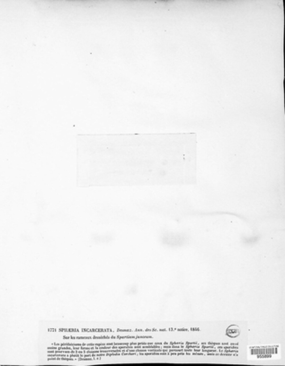 Passeriniella incarcerata image
